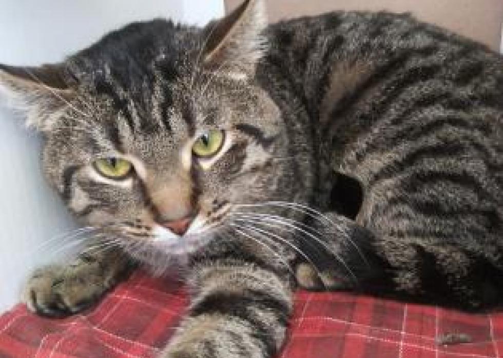 Cats available for adoption in Detroit Stacker