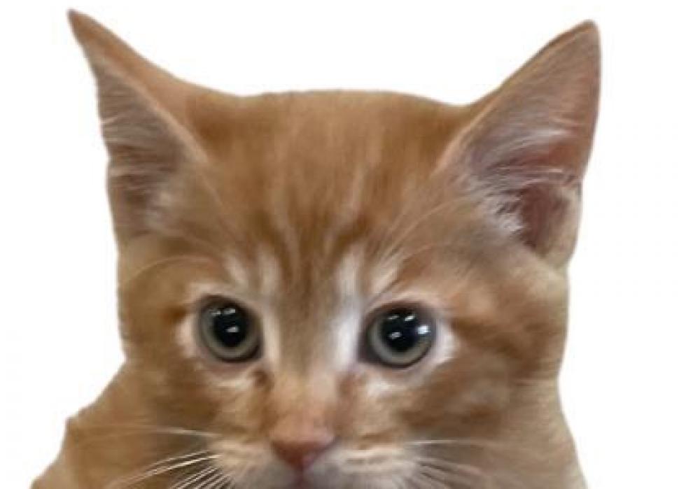 Cats available for adoption in Reno Stacker