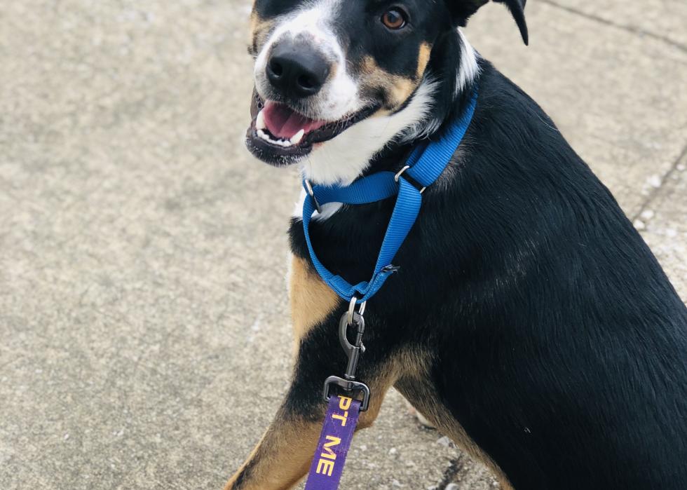 Dogs available for adoption in Evansville Stacker