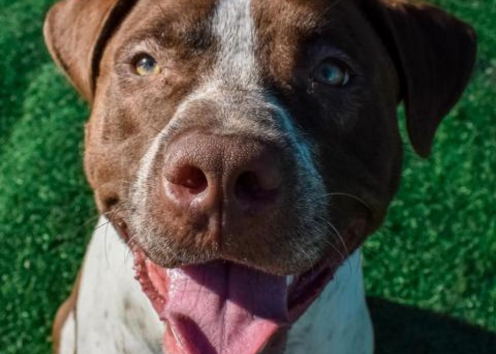 Dogs available for adoption in Evansville Stacker