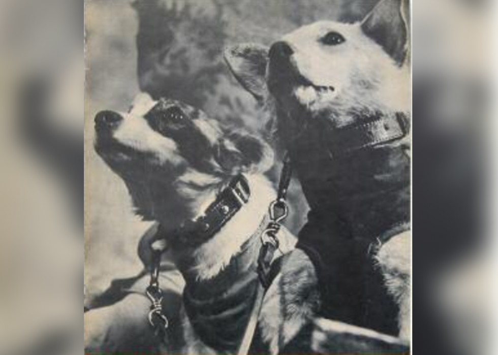 what kind of dogs were belka and strelka