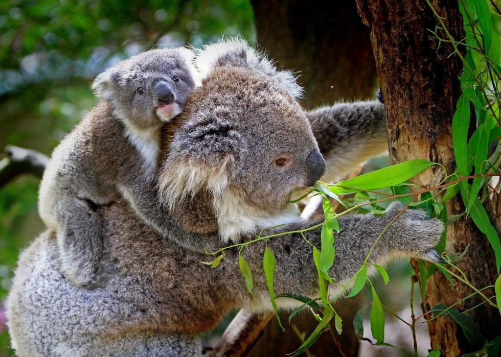 50 images de la parentalité dans le règne animal 