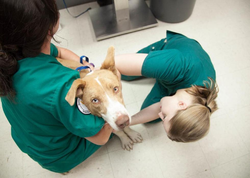 States With the Best and Worst Animal Protection Laws Stacker