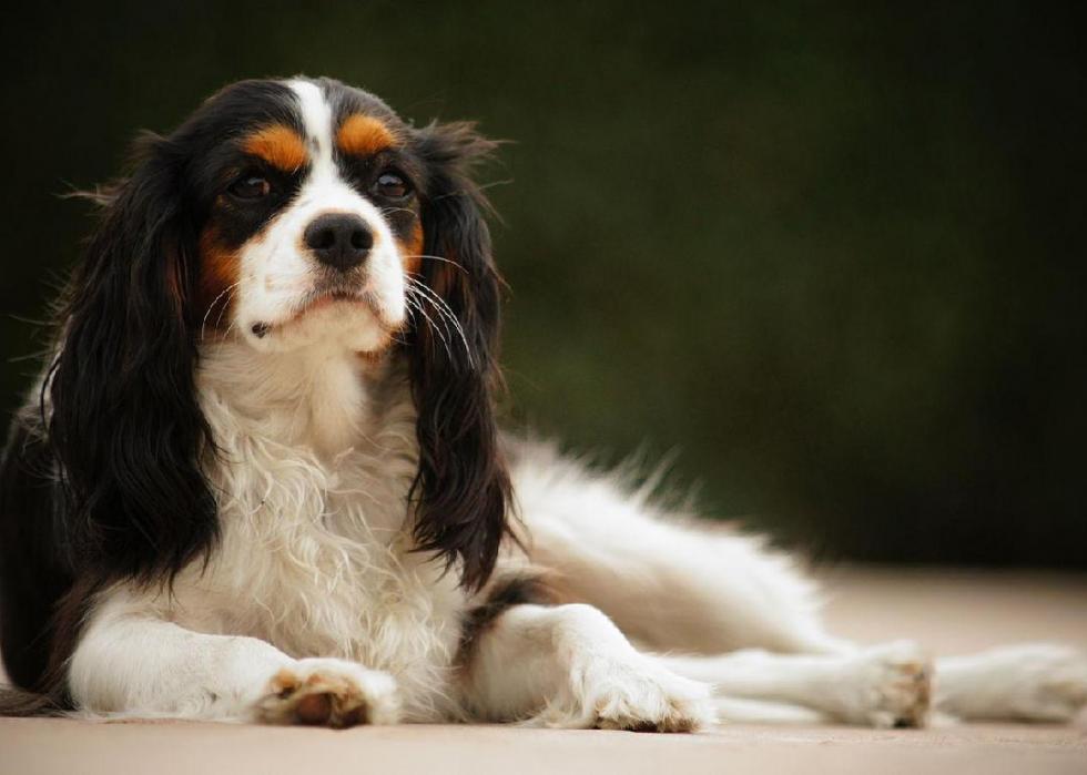 can a chesapeake bay retriever and a king charles spaniel be friends