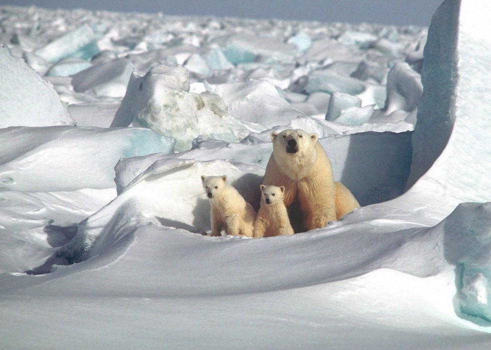 50 images de la parentalité dans le règne animal 