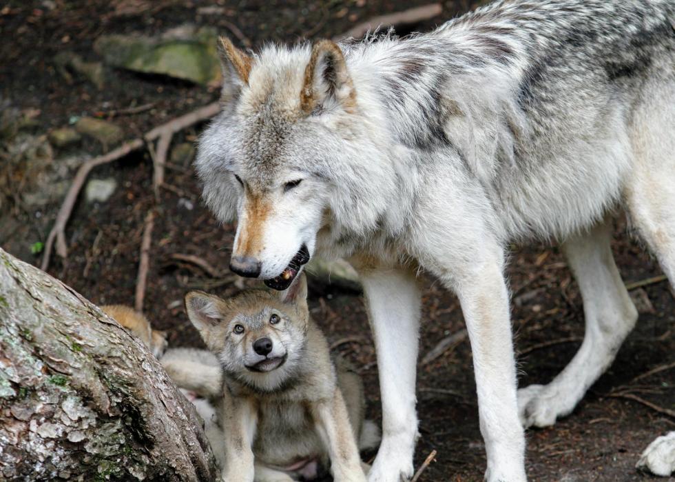 50 images de la parentalité dans le règne animal 