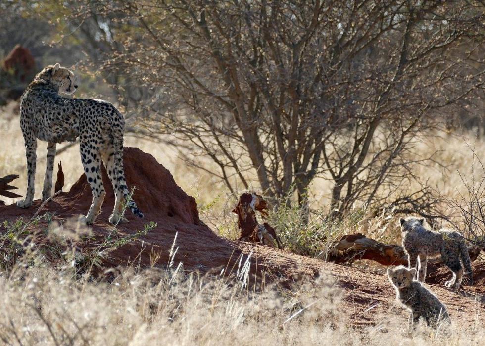 50 images de la parentalité dans le règne animal 