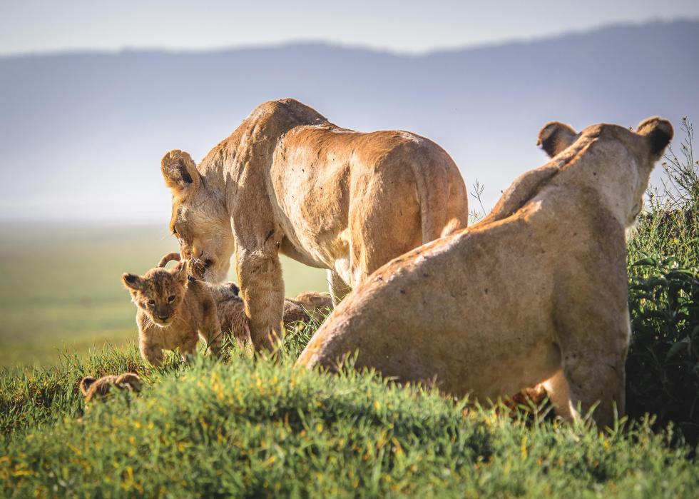 50 images de la parentalité dans le règne animal 