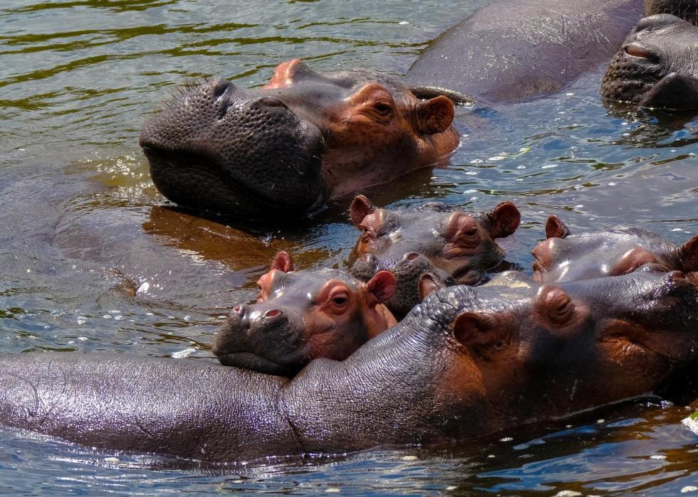 50 images de la parentalité dans le règne animal 