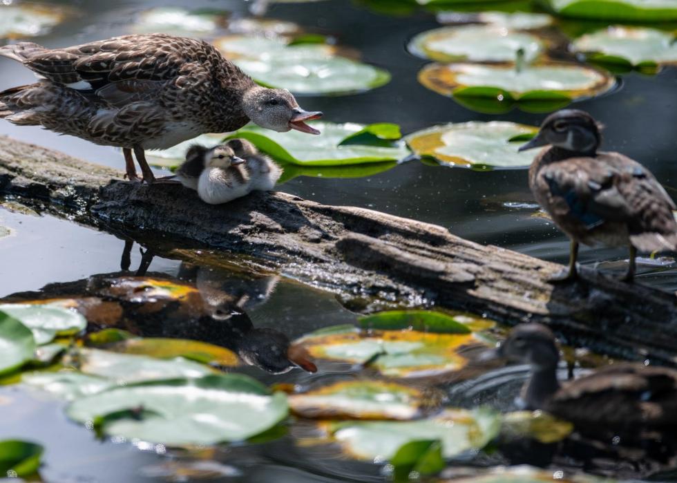 50 images de la parentalité dans le règne animal 