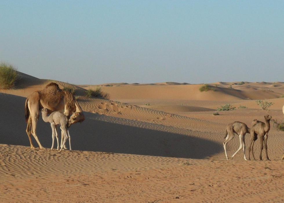 50 images de la parentalité dans le règne animal 