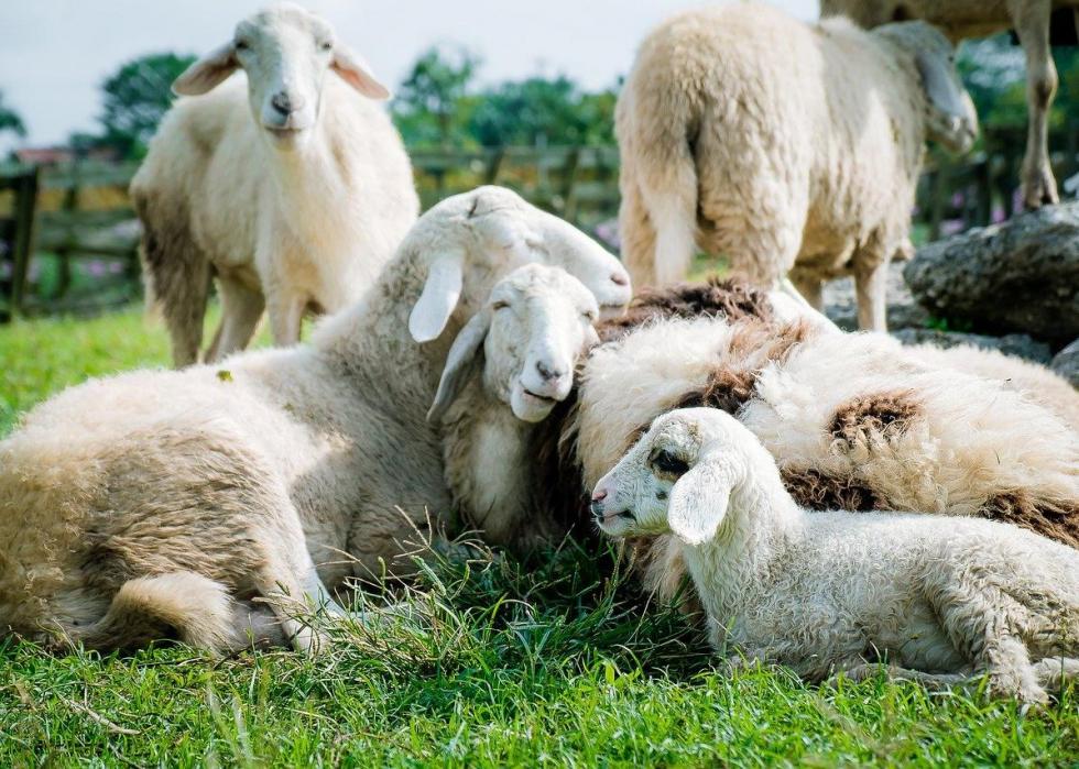 50 images de la parentalité dans le règne animal 