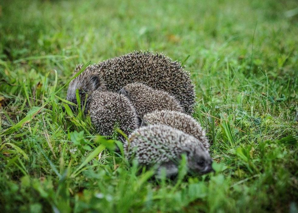 50 images de la parentalité dans le règne animal 