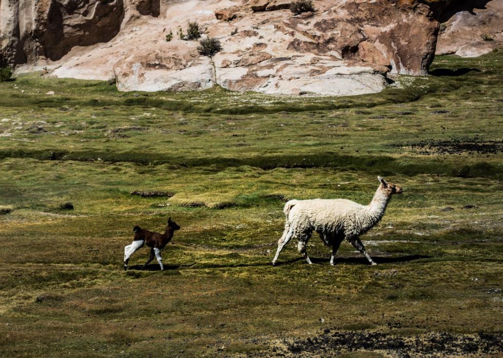 50 images de la parentalité dans le règne animal 