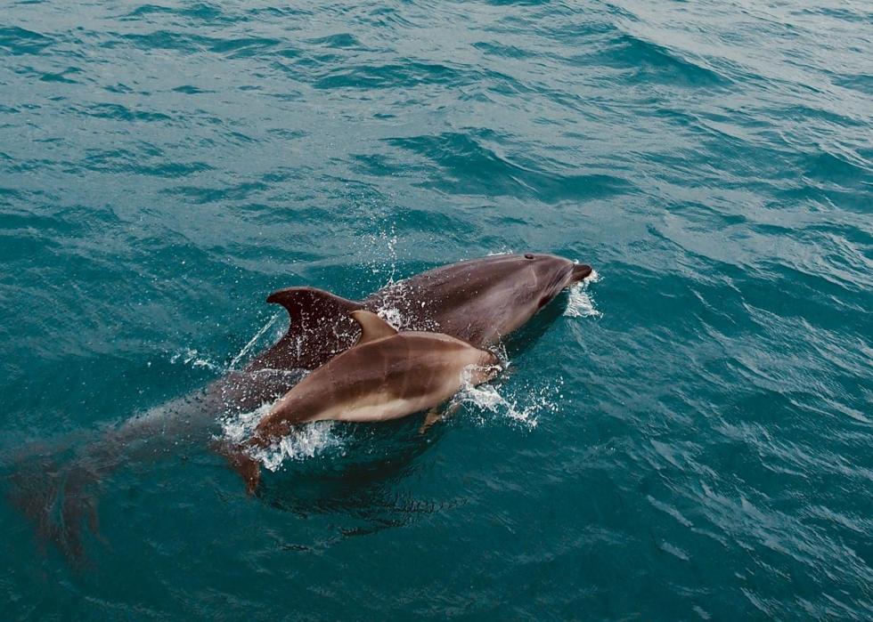 50 images de la parentalité dans le règne animal 