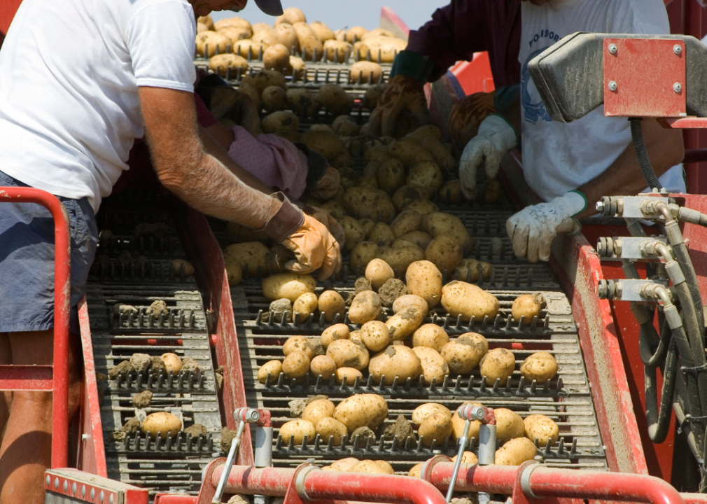 Workers sort potatoes.