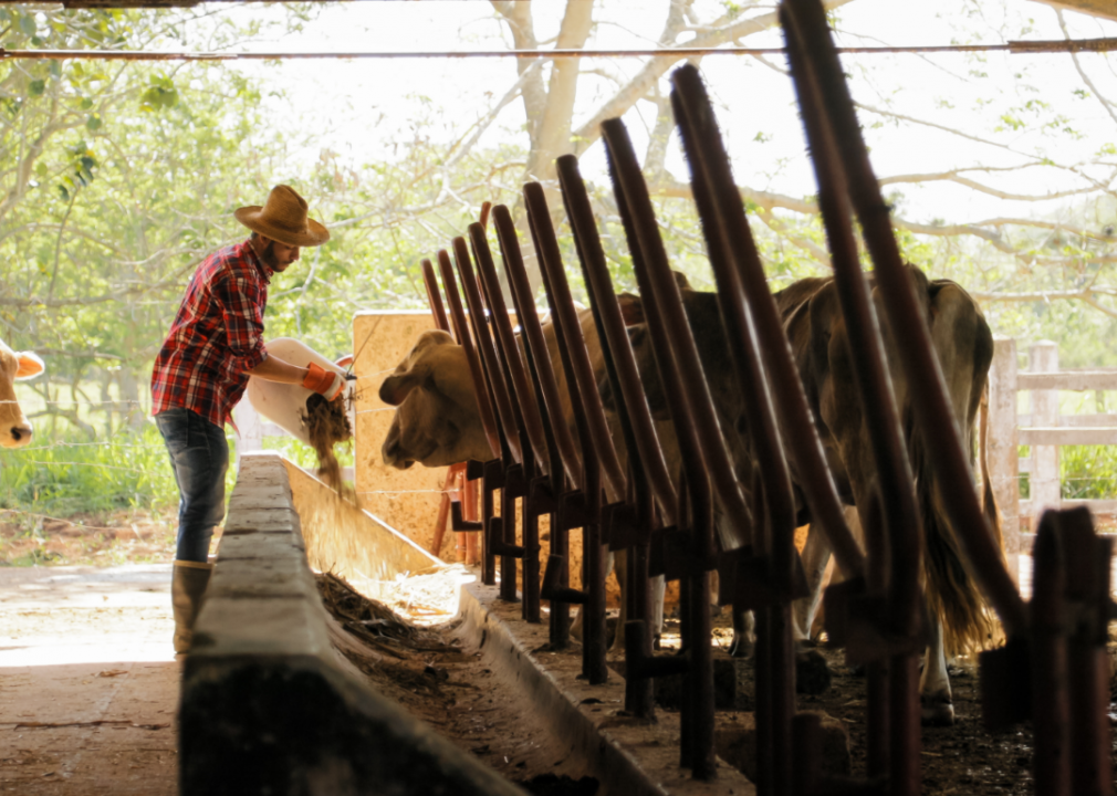 A farmworker feeds cows.