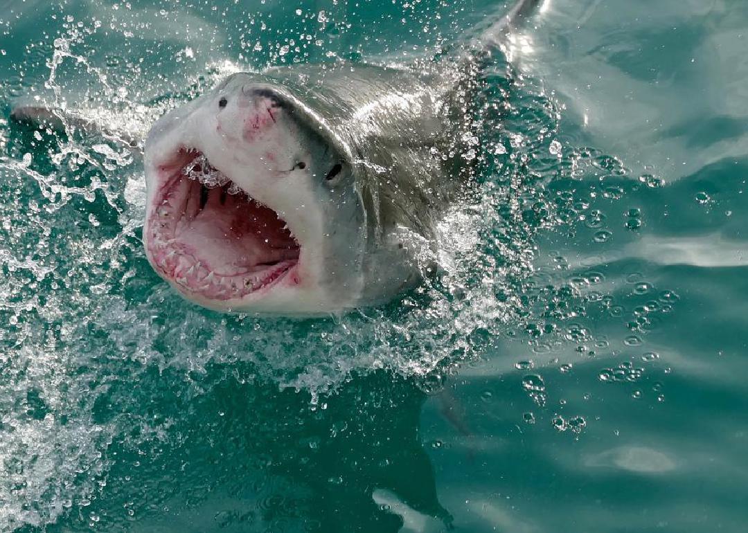 A Great White Shark with its head out of the water and jaws wide open. 