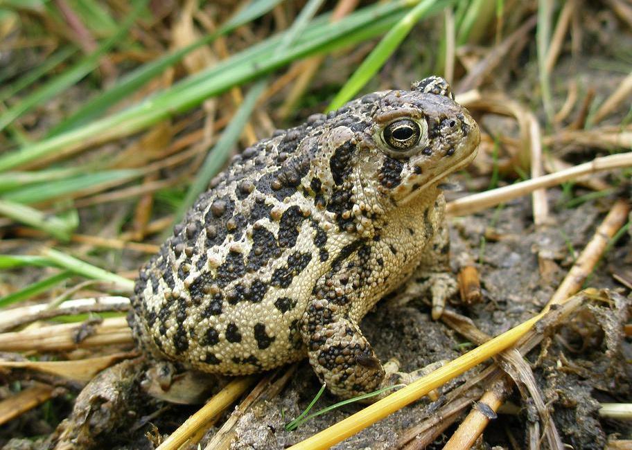 Wyoming toad standing in grass.