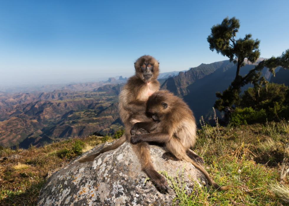 50 Photos that Show Companionship in the Animal Kingdom | Stacker