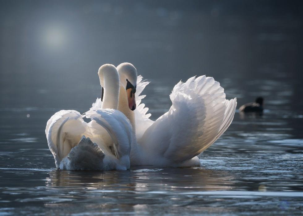 50 photos qui montrent la compagnie dans le règne animal 