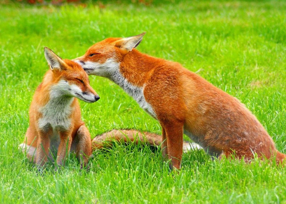 50 photos qui montrent la compagnie dans le règne animal 