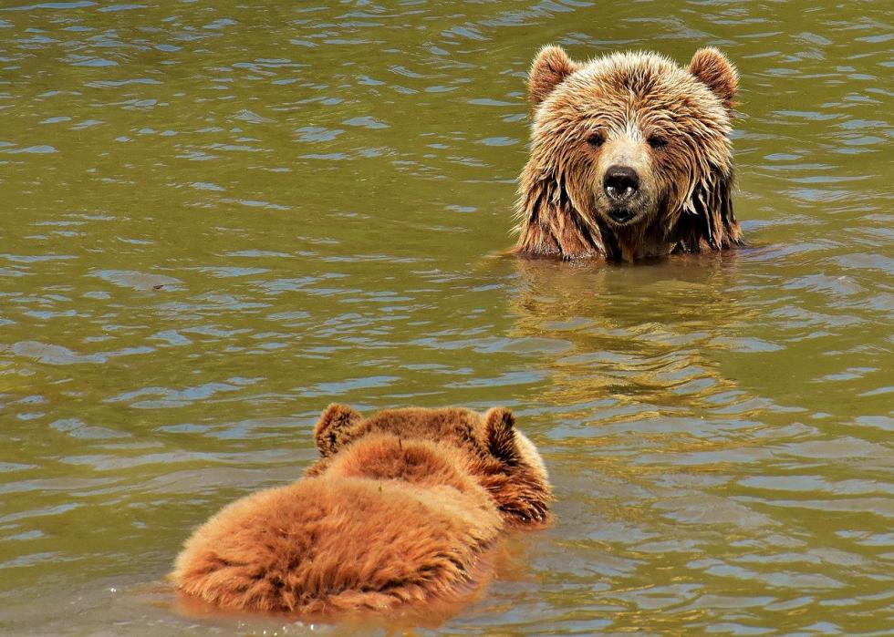 50 photos qui montrent la compagnie dans le règne animal 