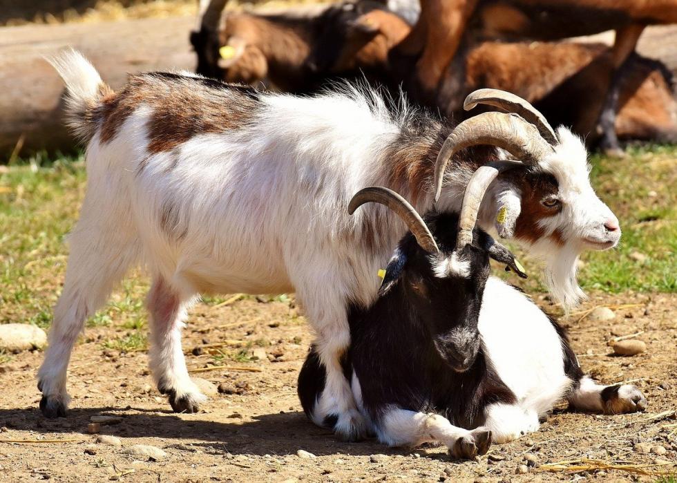 50 photos qui montrent la compagnie dans le règne animal 