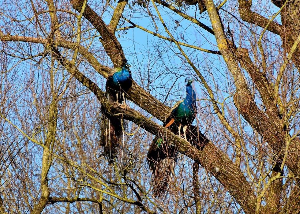 50 photos qui montrent la compagnie dans le règne animal 