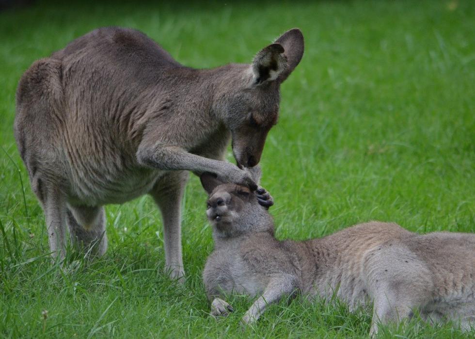 50 photos qui montrent la compagnie dans le règne animal 