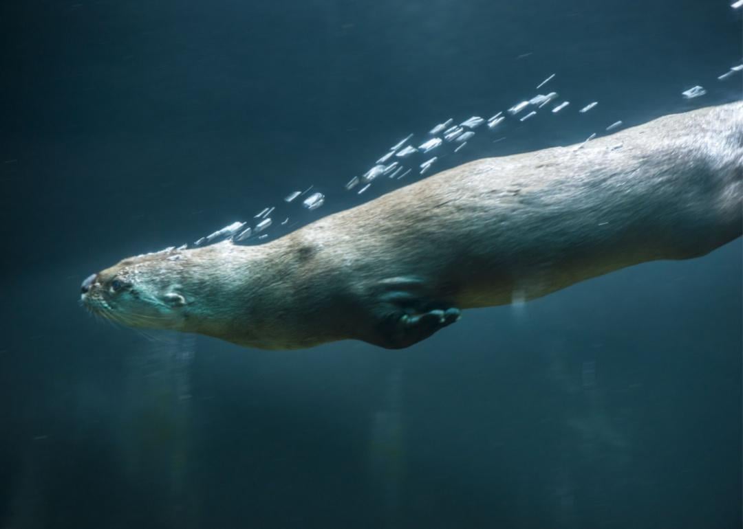 A sea otter swimming fast underwater.