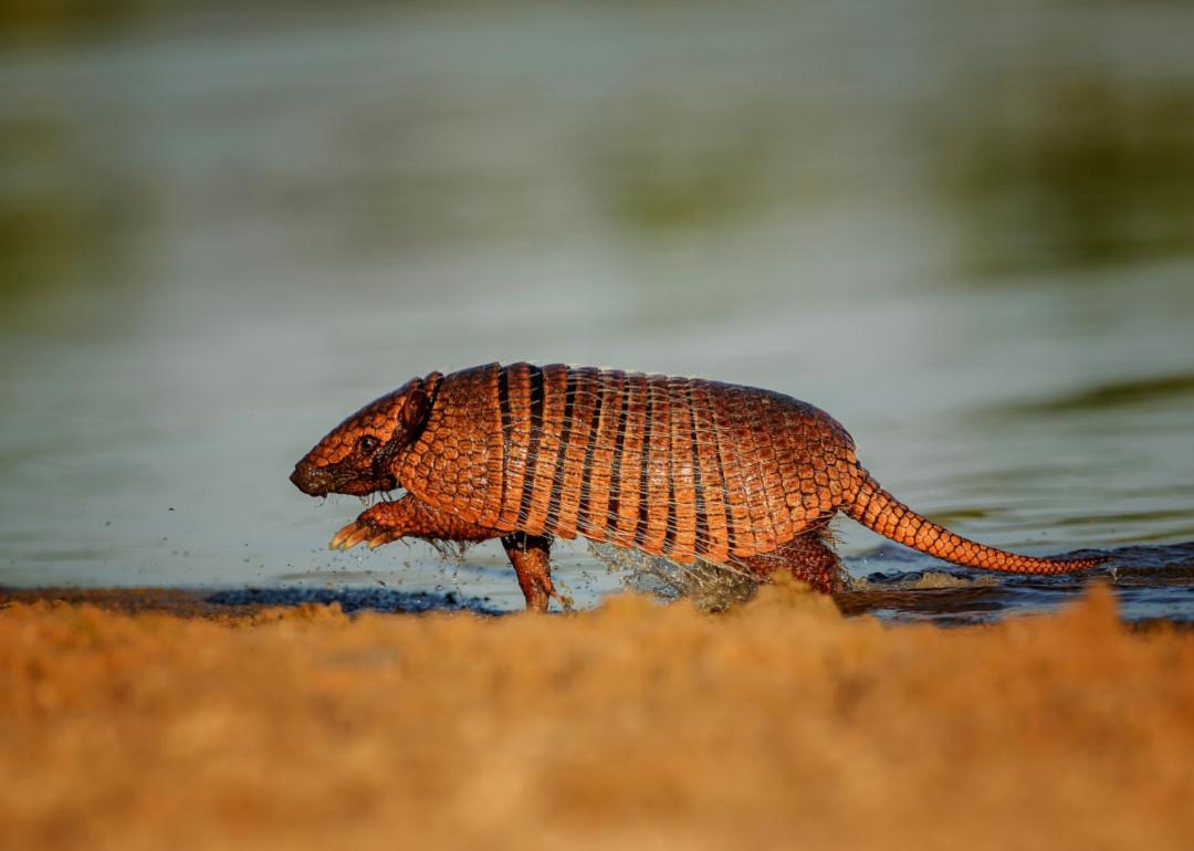 An armadillo walking on the edge of the water.