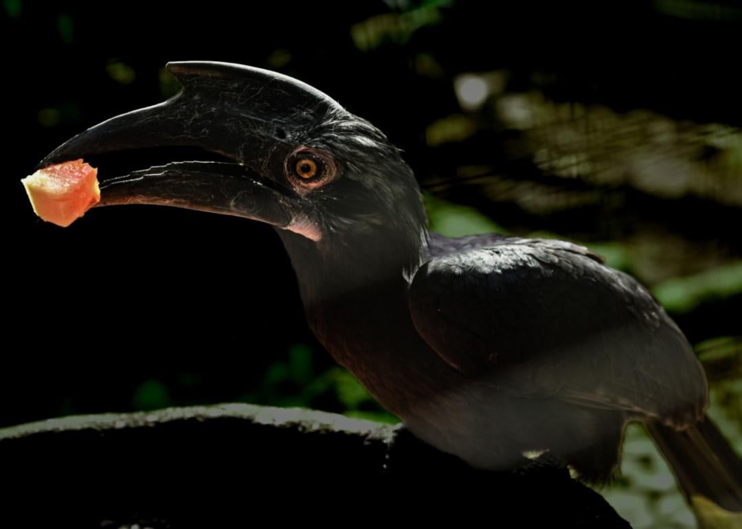 A black hornbill eating papaya fruit.