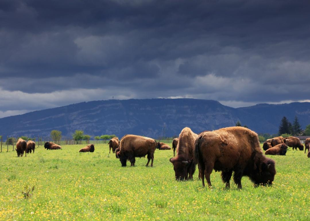 A herd of American bison grazing on a green meadow in front of a mountain.