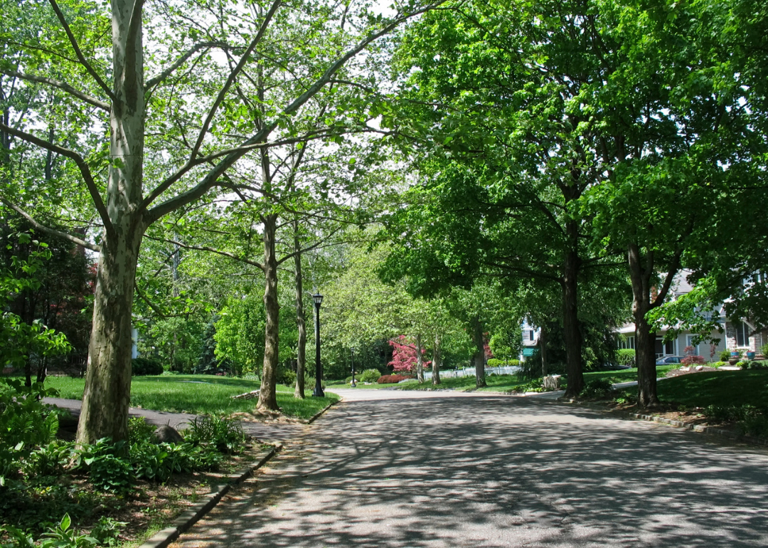 A tree-lined street in a residential neighborhood.