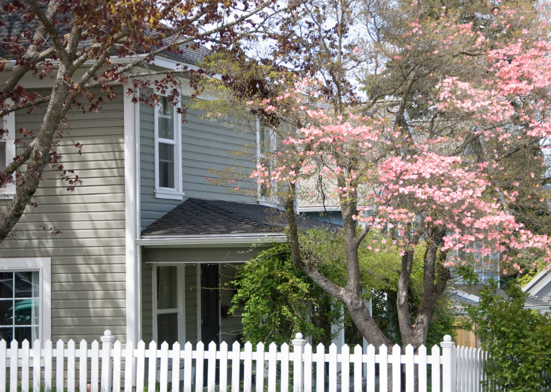 A gray and white home with a white picket fence and a pink blooming tree in front.