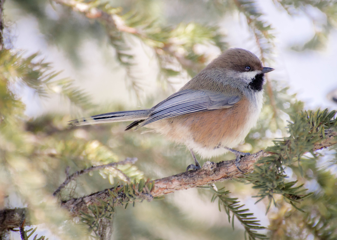 Most Commonly Seen Birds in Saskatchewan Stacker