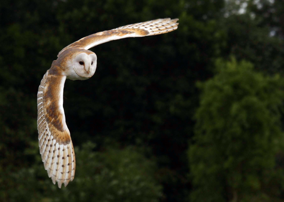 A brown and white owl flying.
