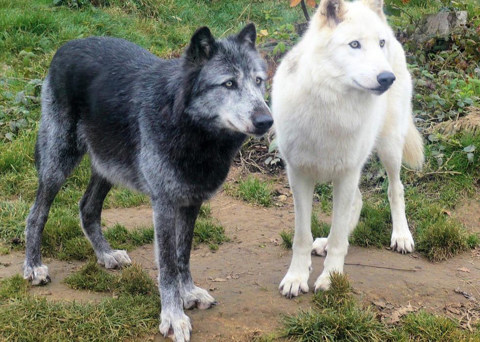 Which breed of dog is closest to wolf