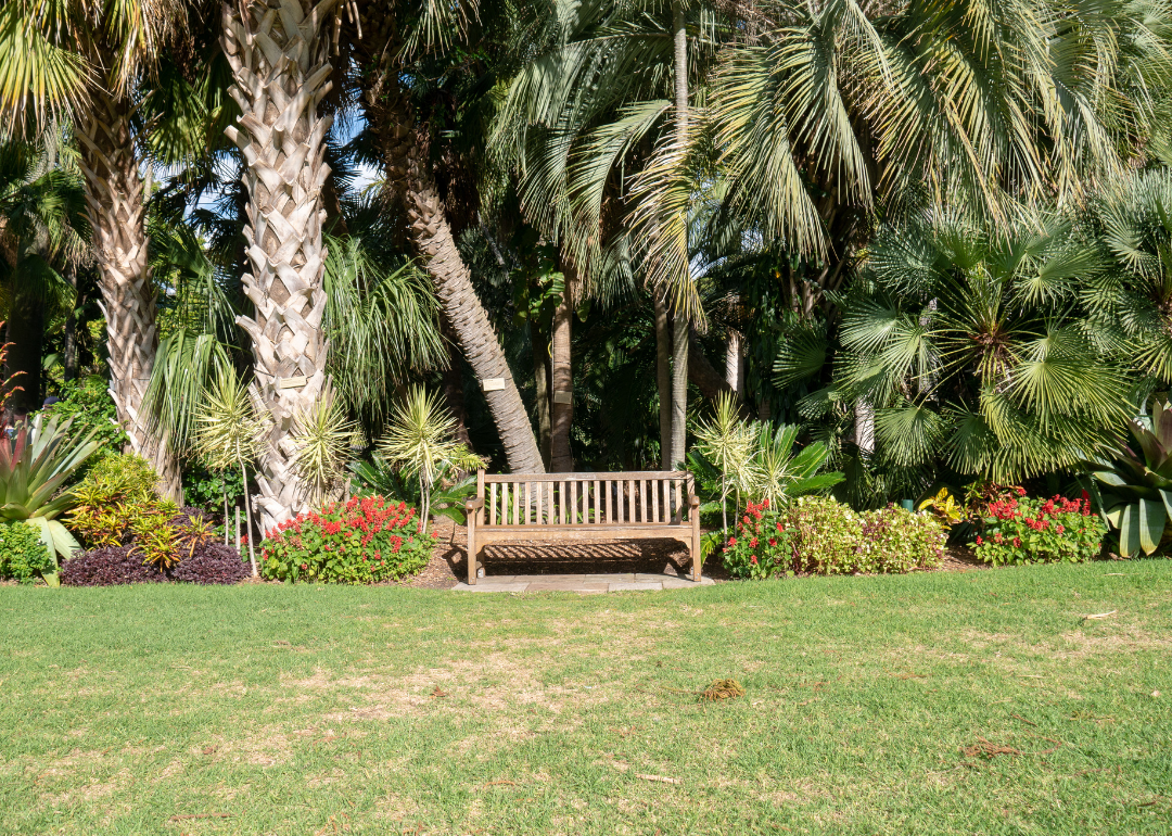 A park bench on a lawn lined with palm trees and blooming plants.