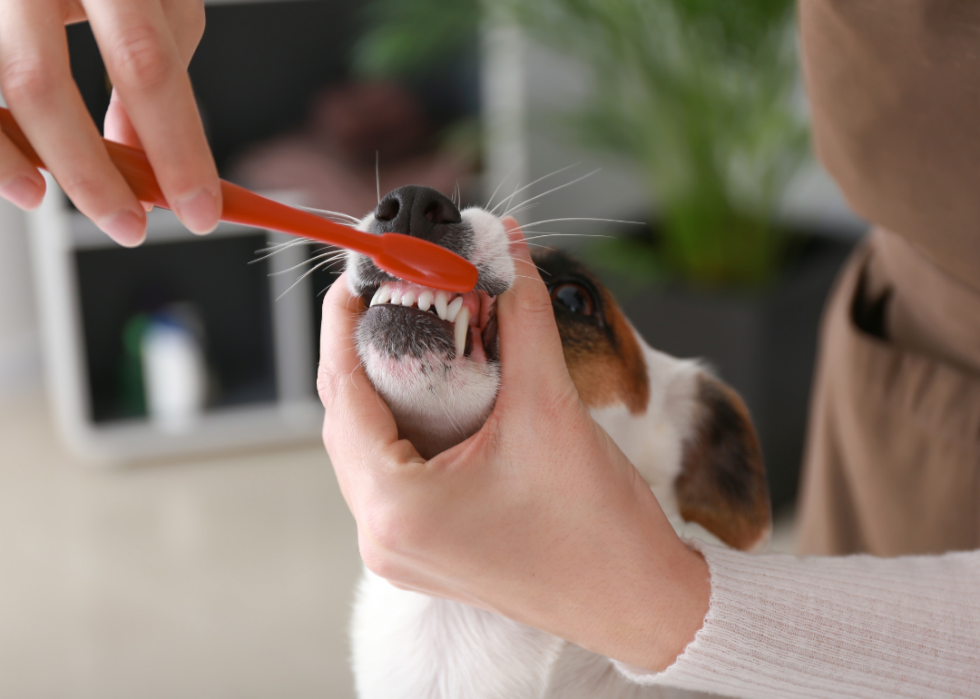 Small dog getting teeth brushed.