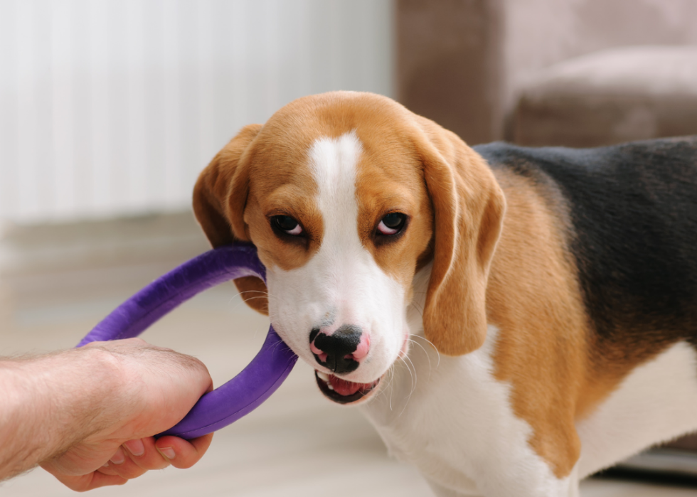 Beagle chewing on a ring toy.