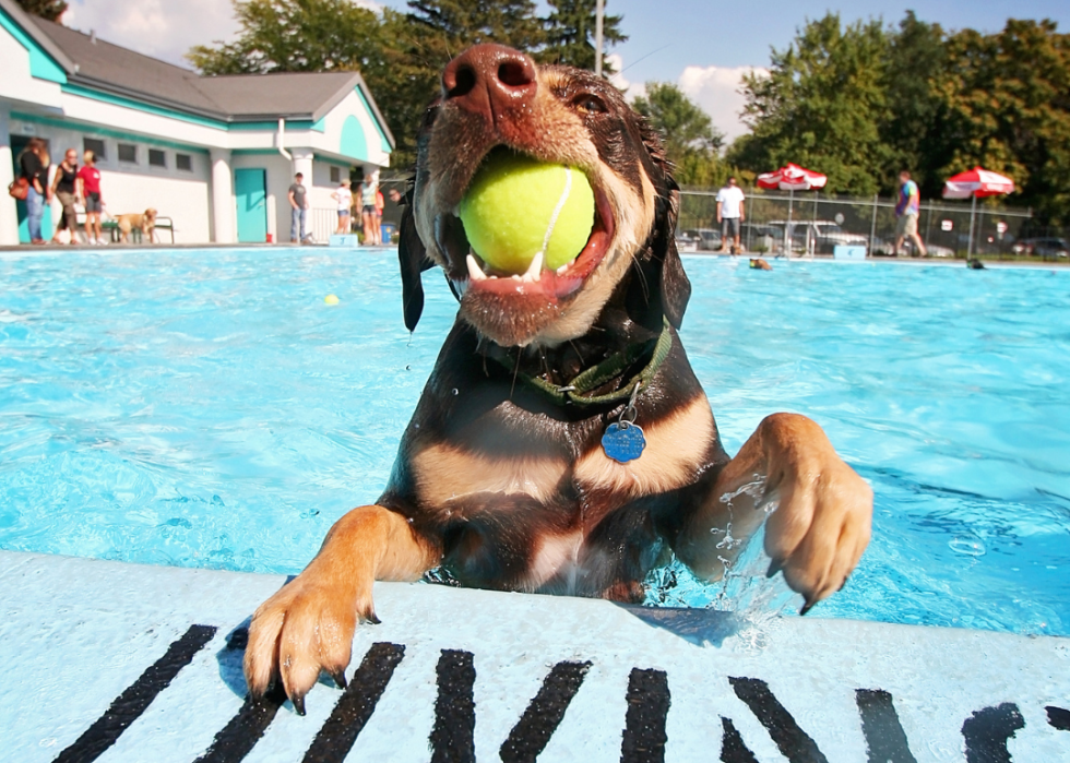 A medium-sized brown dog swimming in a pool with a tennis ball in his mouth.