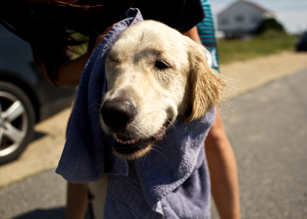 A dog being wrapped in a towl in summer.