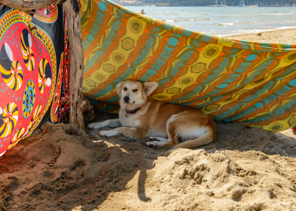 A dog under the shade of some blankets hanging by the water.