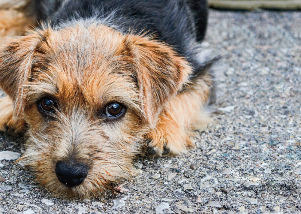 Least Popular Dog Breeds In America Stacker