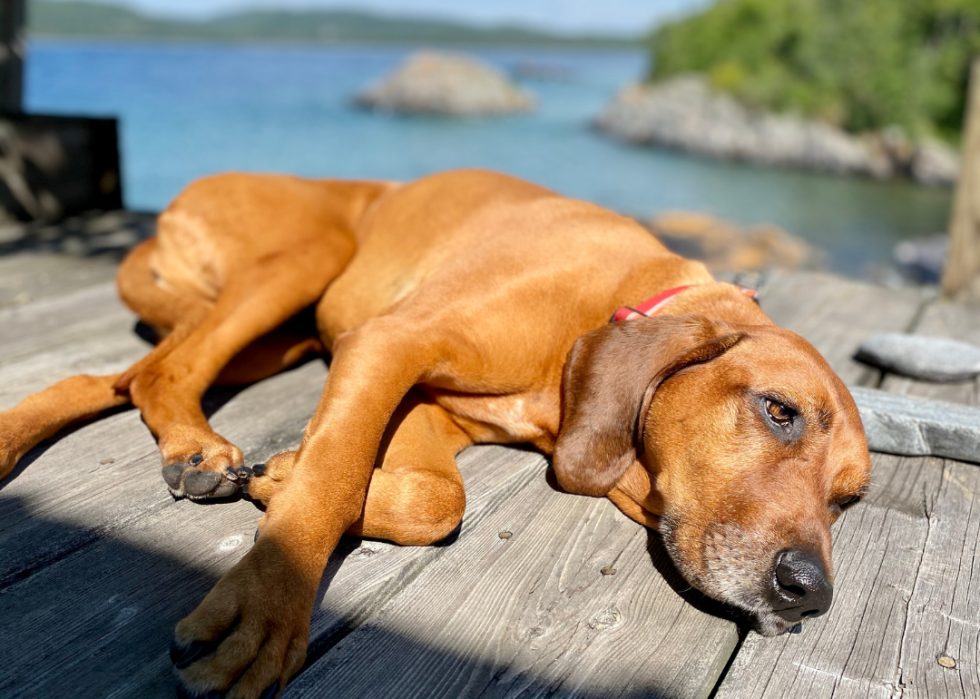 Least popular dog breeds in america stacker