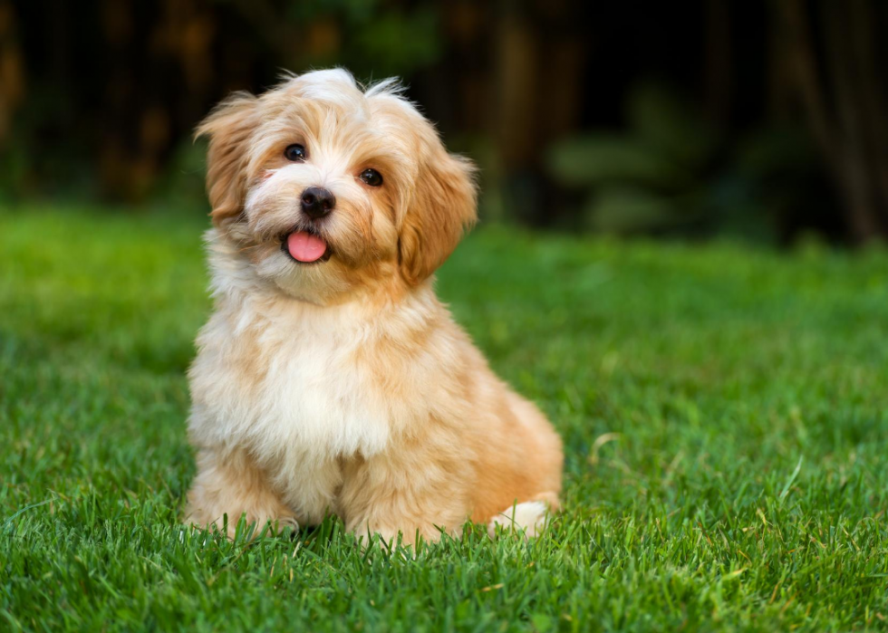 Most Popular Dog Breeds of the 21st Century | Stacker