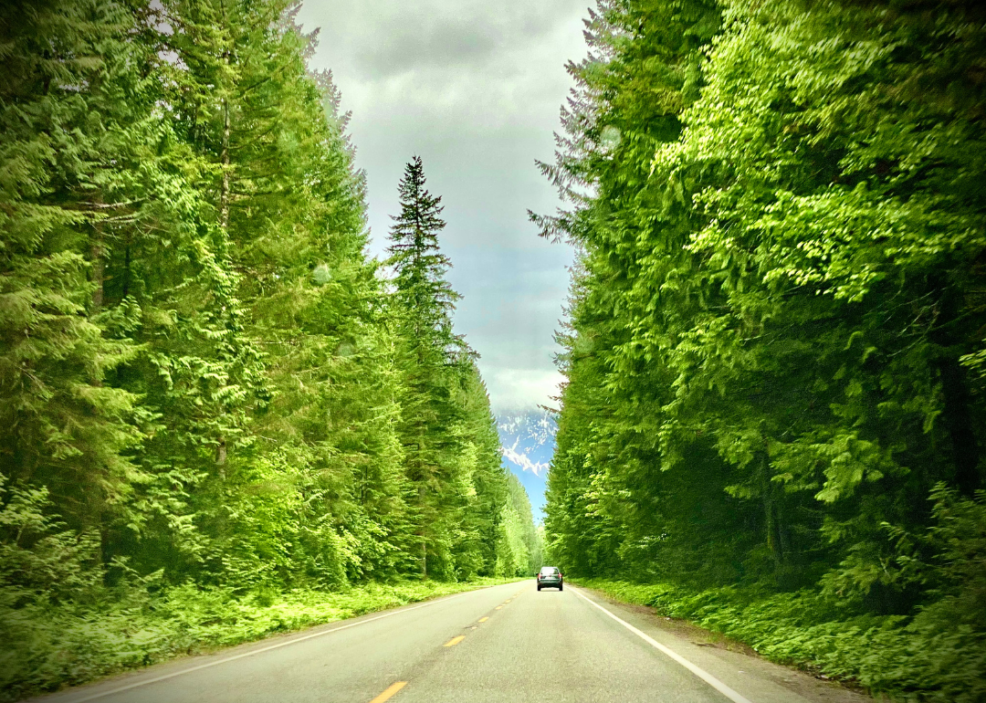 A car on a road lined with tall evergreen trees.