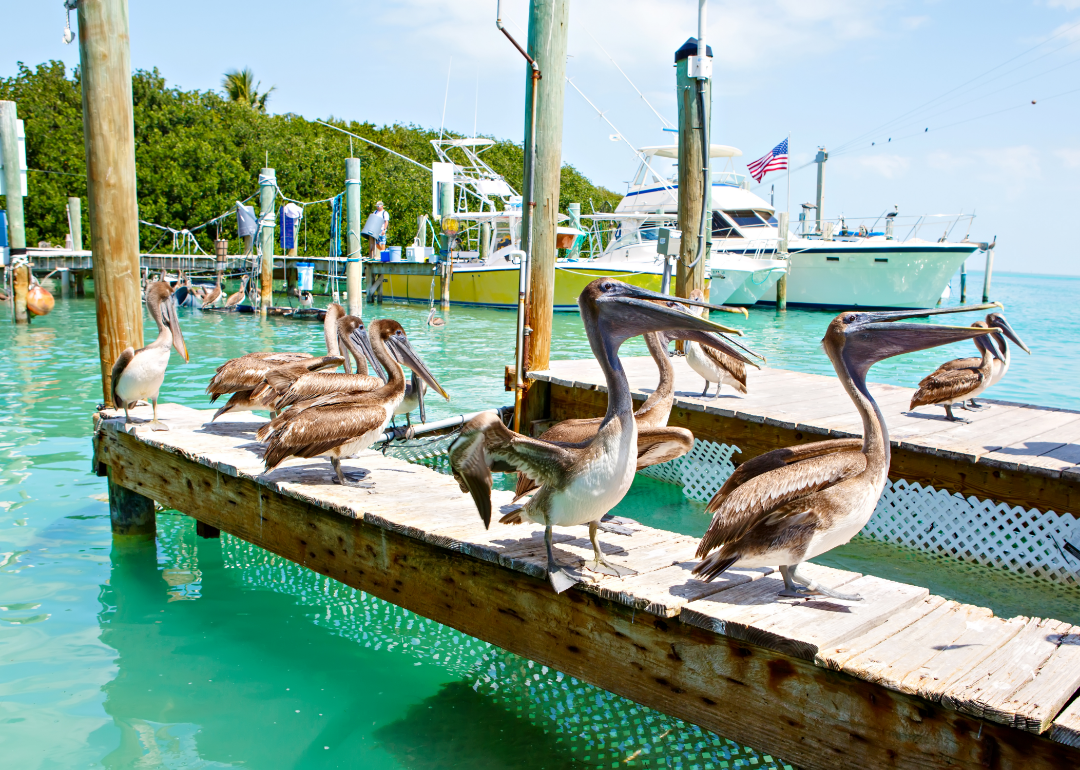 Several pelicans on a wooden dock with bright blue waters and small yachts in the background. 